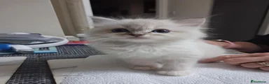 Ragdoll 1