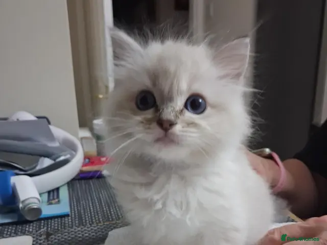 Ragdoll cats for sale: Ready Now Beautiful GCCF Ragdoll - Advert 18