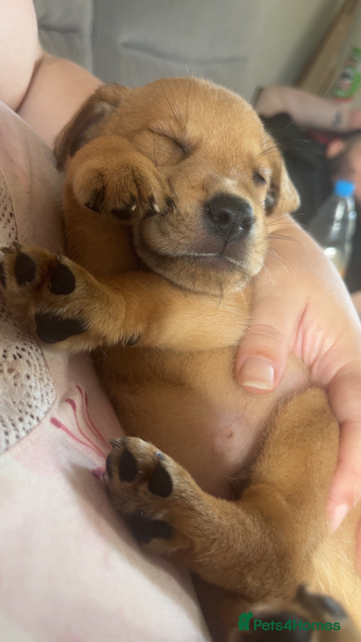 Mixed Breed dogs Canedoodle puppies £450open to sensible offers  - Advert 1