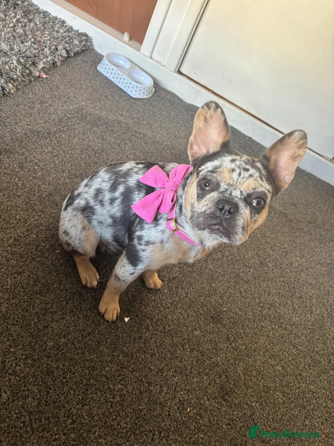 French Bulldog dogs for sale: French bulldog - Advert 2