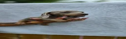 Miniature Dachshund dogs for sale: Kc registered miniature dachshund  - Advert 2