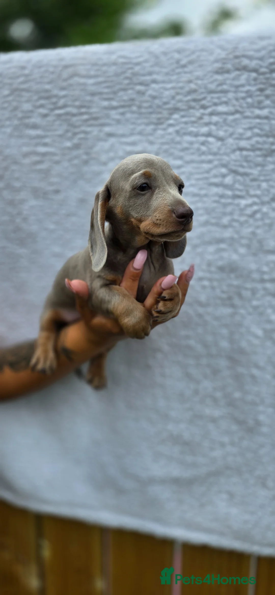 Miniature Dachshund dogs for sale: Kc registered miniature dachshund  - Advert 2