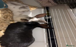 Rex rabbits for sale: 2 friendly male rabbits - Advert 2