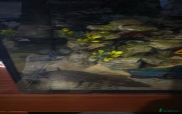 Other/Mixed Breed fish for sale: Axolotols for sale  - Image 2