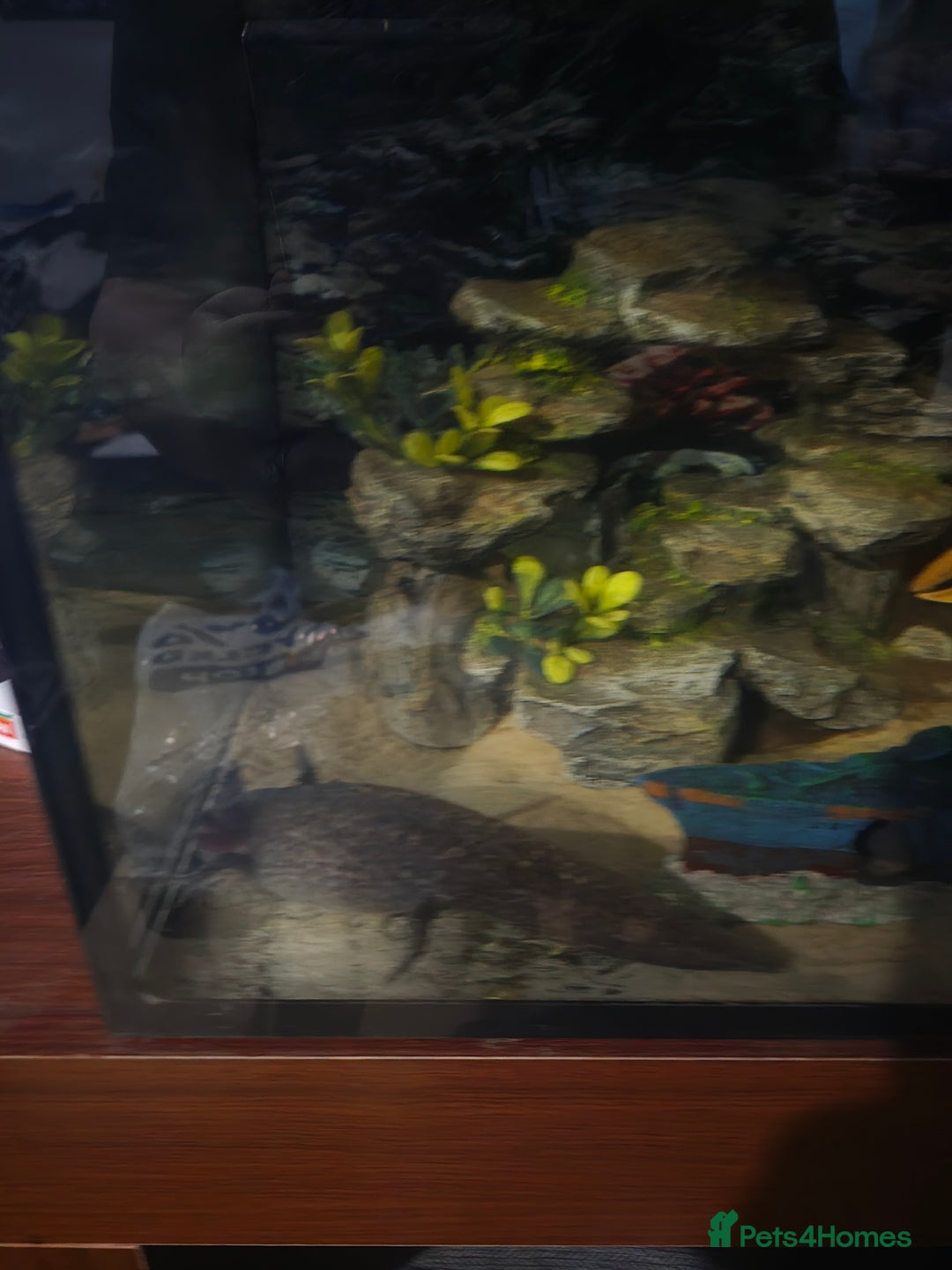 Other/Mixed Breed fish for sale: Axolotols for sale  - Image 2