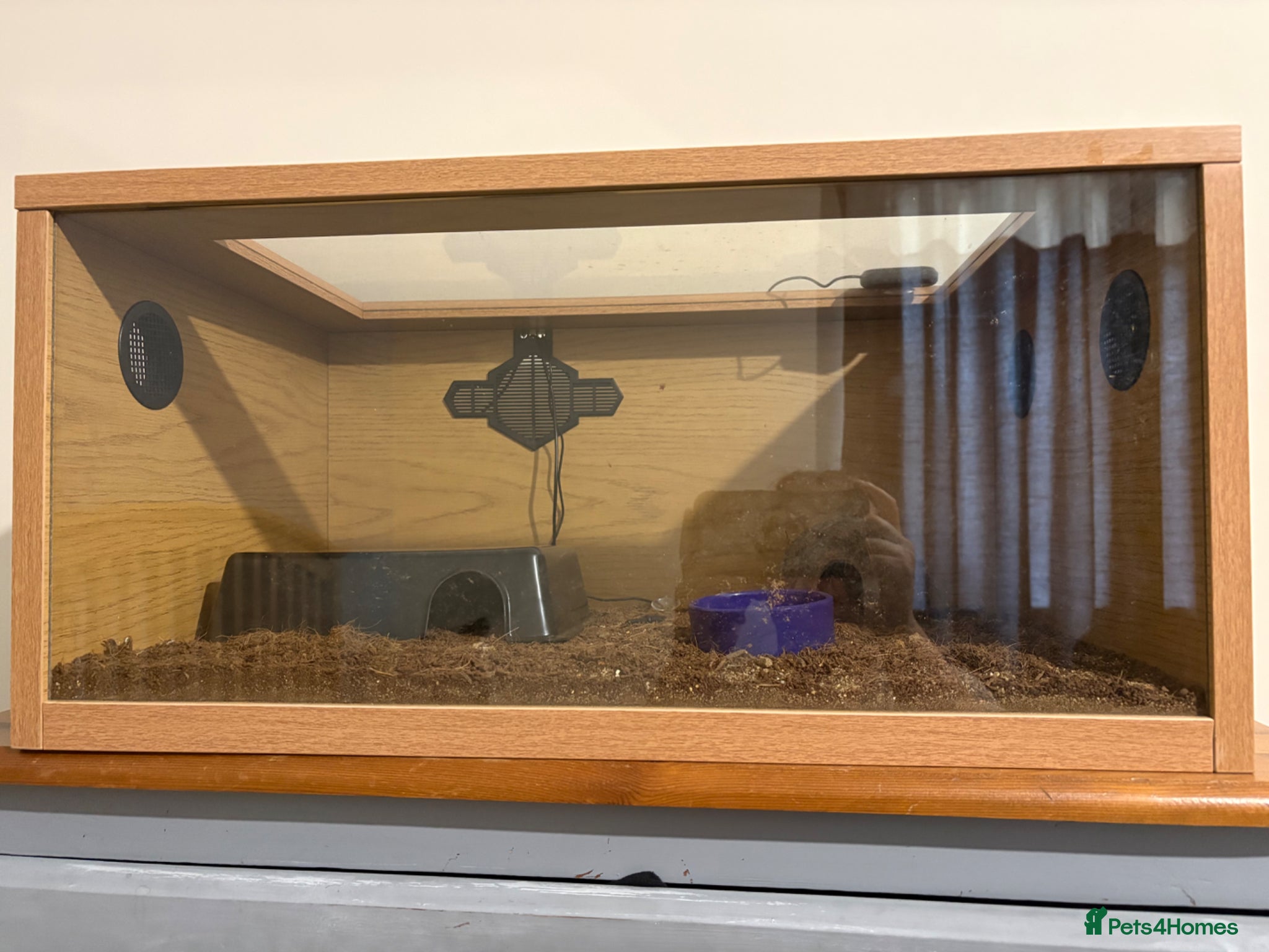 Snake reptiles for sale: Caramel hognose snake  in Scunthorpe - Advert 10