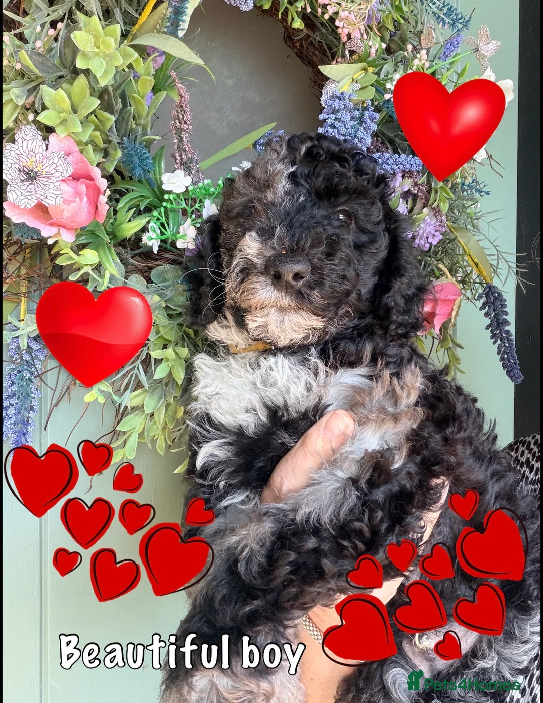 Miniature Poodle dogs for sale: Reduced £1000 Best quality Merle miniature poodles - Advert 2