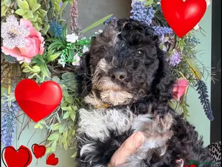 Miniature Poodle dogs Best quality girl & boy Merle miniature poodles - Advert 1