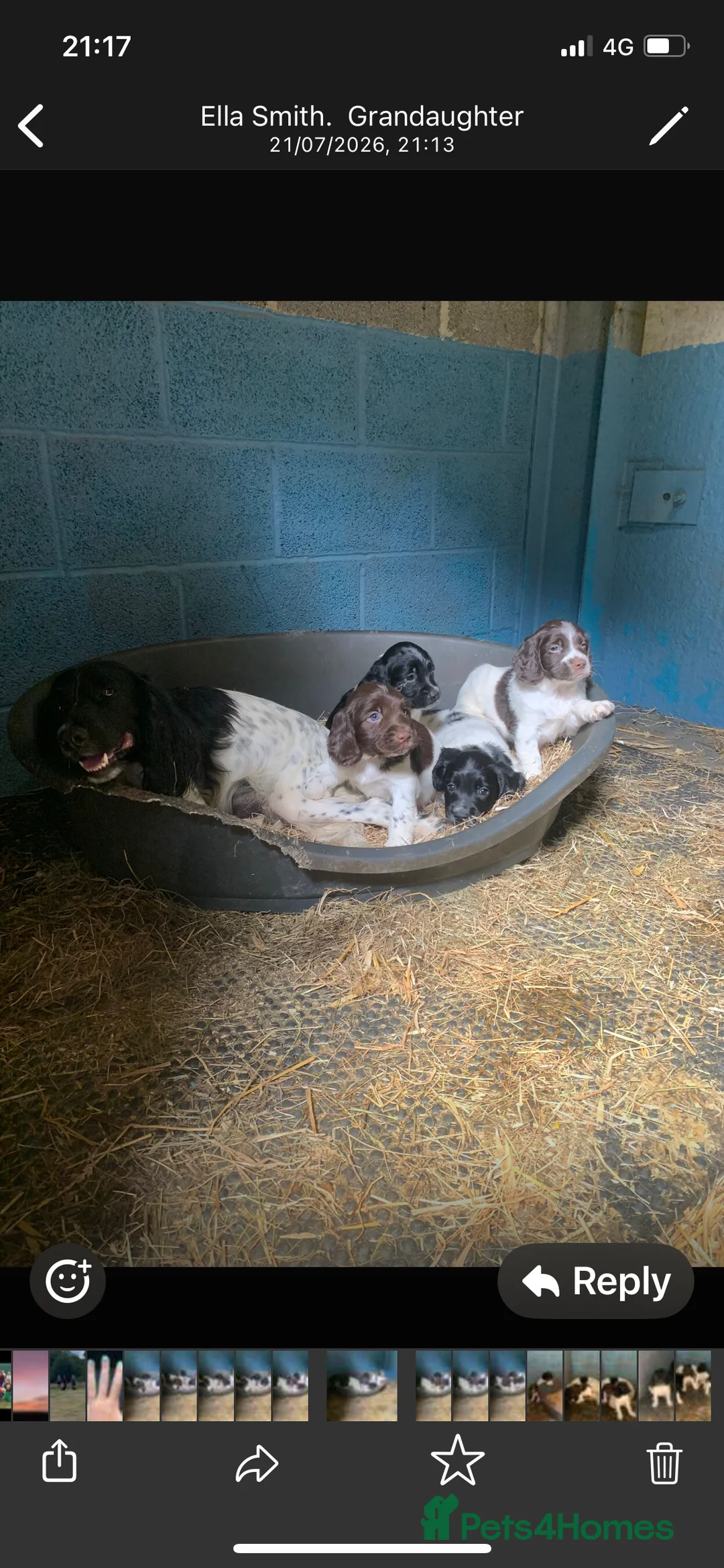 English Springer Spaniel dogs for sale: KC Registered Springer Spaniel Puppies for sale - Advert 2
