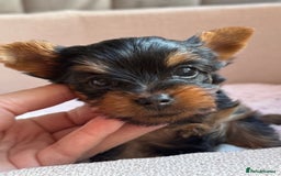 Yorkshire Terrier dogs for sale: KC litter Yorkie puppies  - Image 1