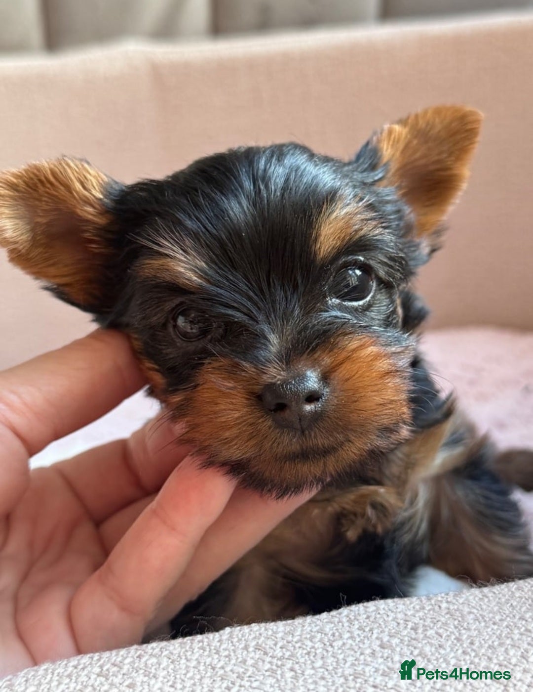 Yorkshire Terrier dogs for sale: KC litter Yorkie puppies  - Image 1