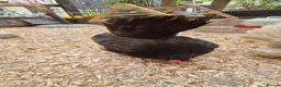 Chickens poultry for sale: 2x tamr serema hens 1 year old £60 - Advert 6