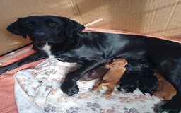 Cockerdor dogs for sale: Cockerdor puppies  - Advert 6