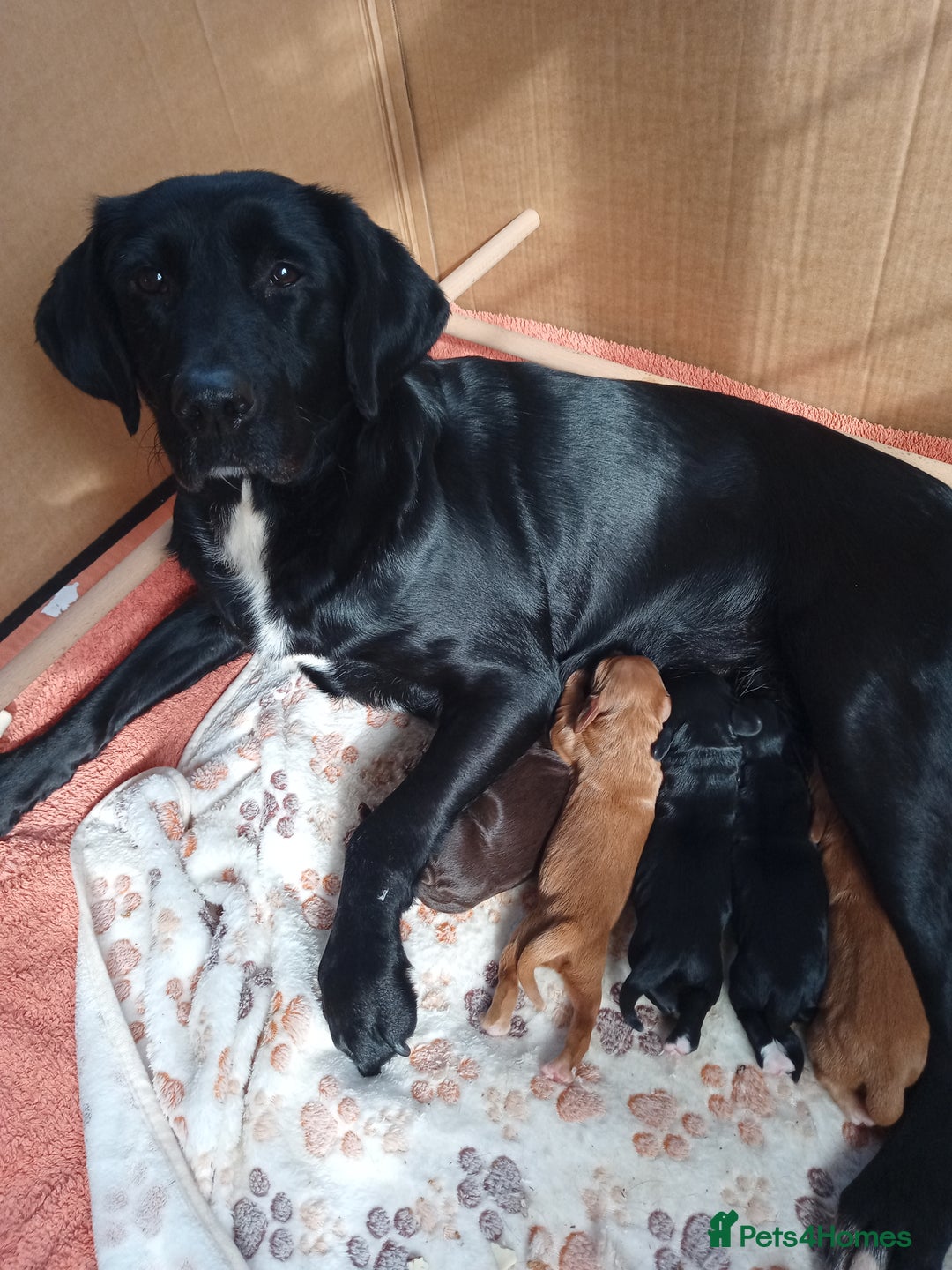 Cockerdor dogs for sale: Cockerdor puppies  - Advert 6