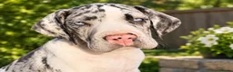 Great Dane dogs for sale: Great Danes puppies  - Advert 9