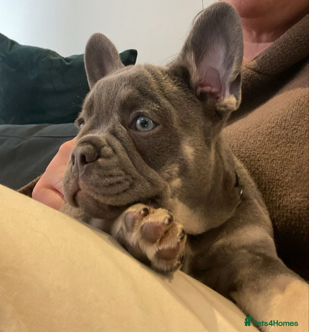 French Bulldog dogs for sale: Beautiful loving French bulldog male 11 weeks  - Advert 2