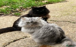 Persian cats for sale: Persian chinchilla and ragdoll X for sale - Image 3