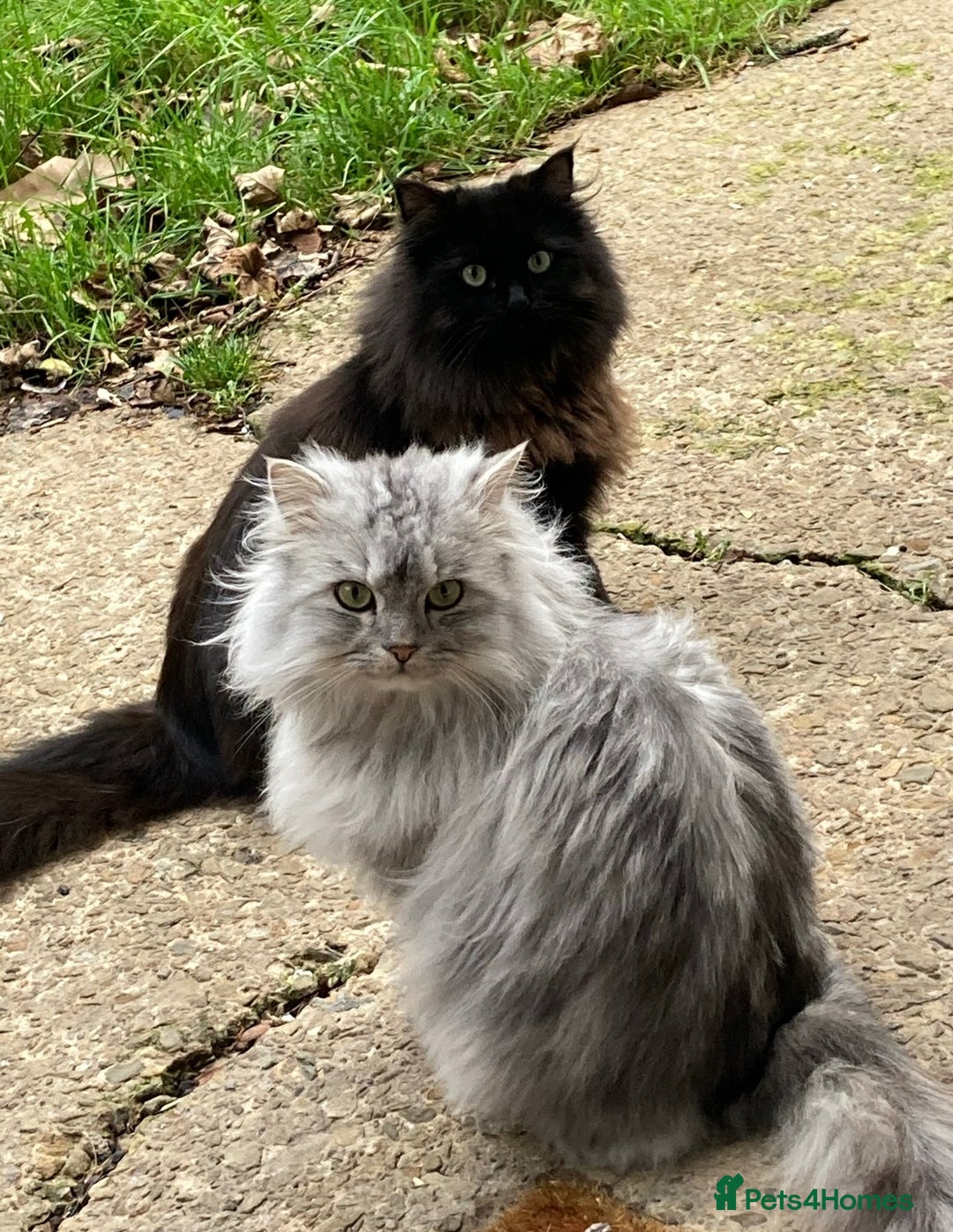 Persian cats for sale: Persian chinchilla and ragdoll X for sale - Image 3