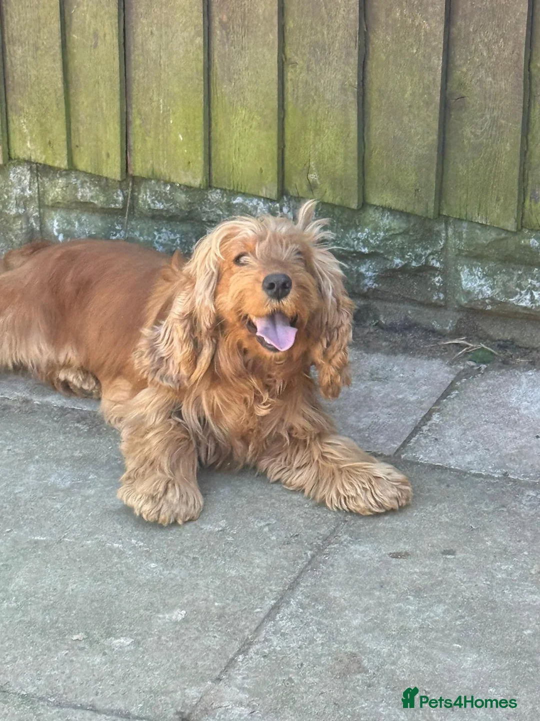 Cocker Spaniel dogs for sale: Cocker spaniel  - Advert 1