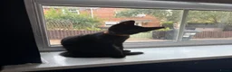 Mixed Breed cats for sale: Kittens - Advert 2