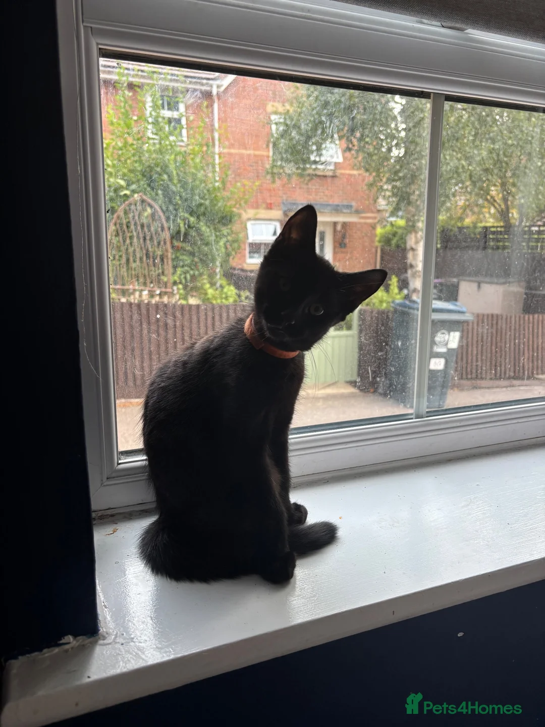 Mixed Breed cats for sale: Kittens - Advert 2