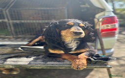 Cocker Spaniel dogs for sale: KC working Cocker Spaniels - Image 10