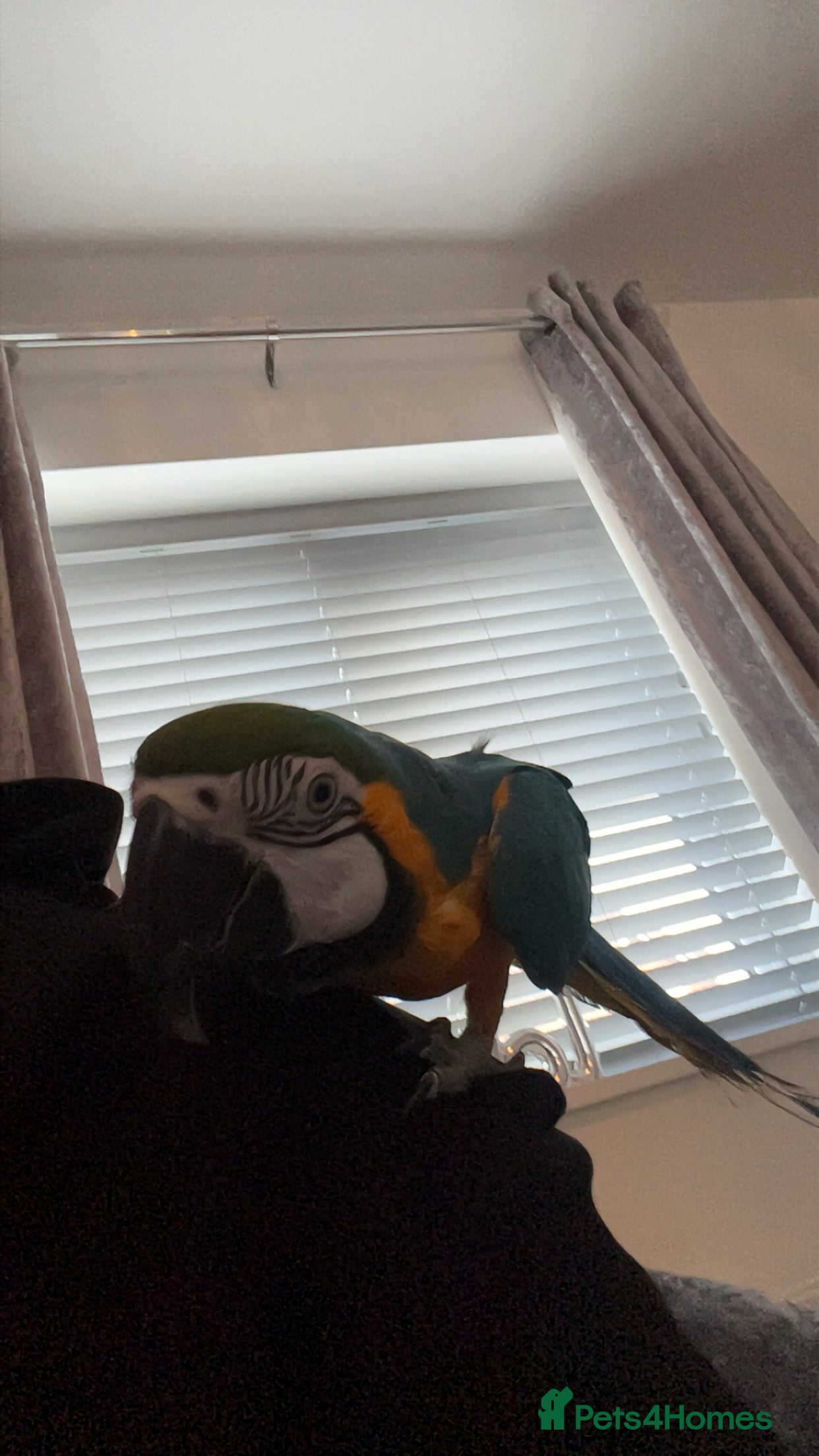 Macaws birds Beautiful macaw - Advert 3