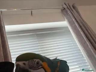 Macaws birds Beautiful macaw - Advert 3