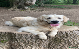 Golden Retriever dogs for sale: 15 month old Golden Retriever, Male, sweet, gentle - Image 10