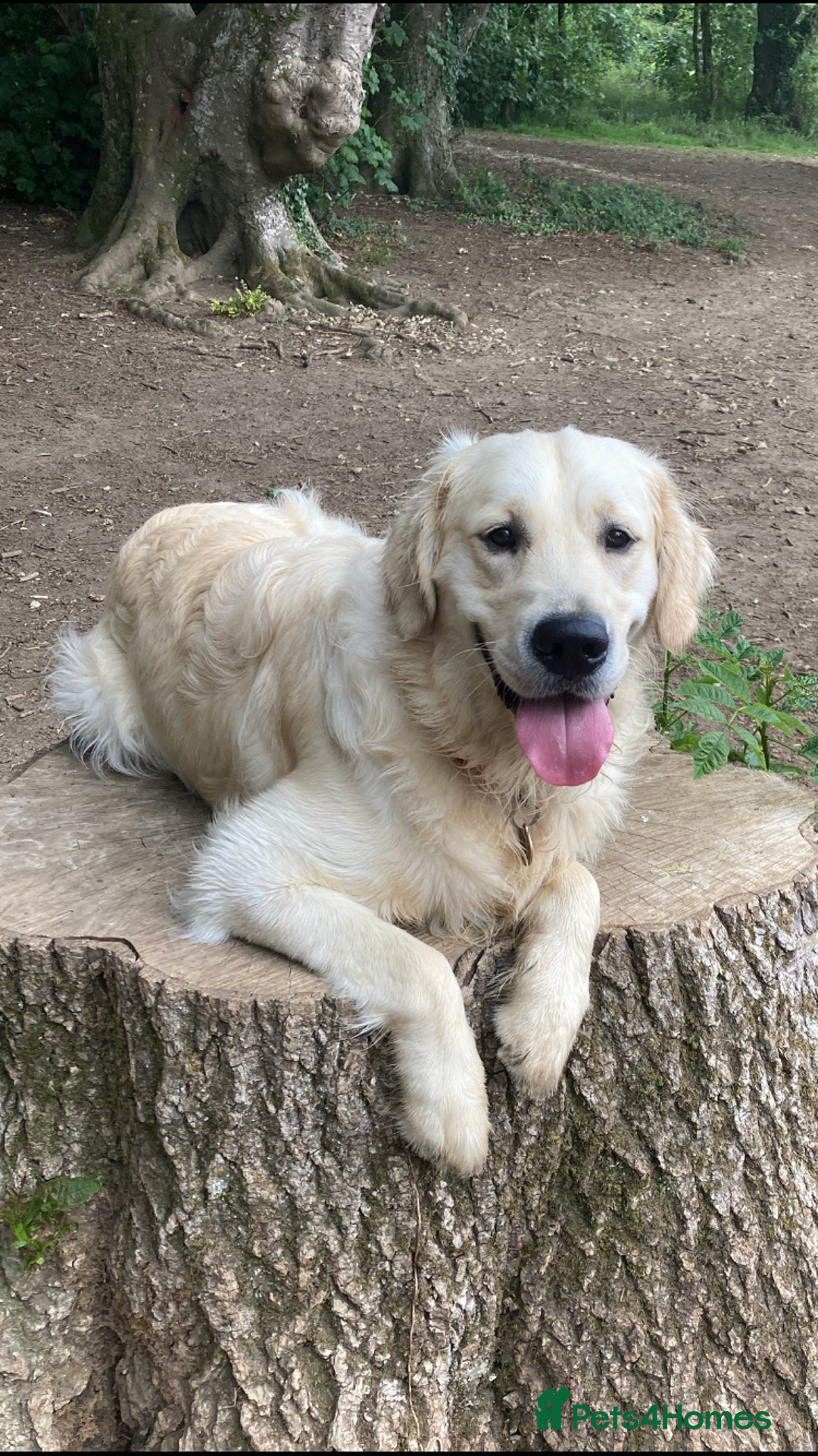 Golden Retriever dogs for sale: 15 month old Golden Retriever, Male, sweet, gentle - Image 10