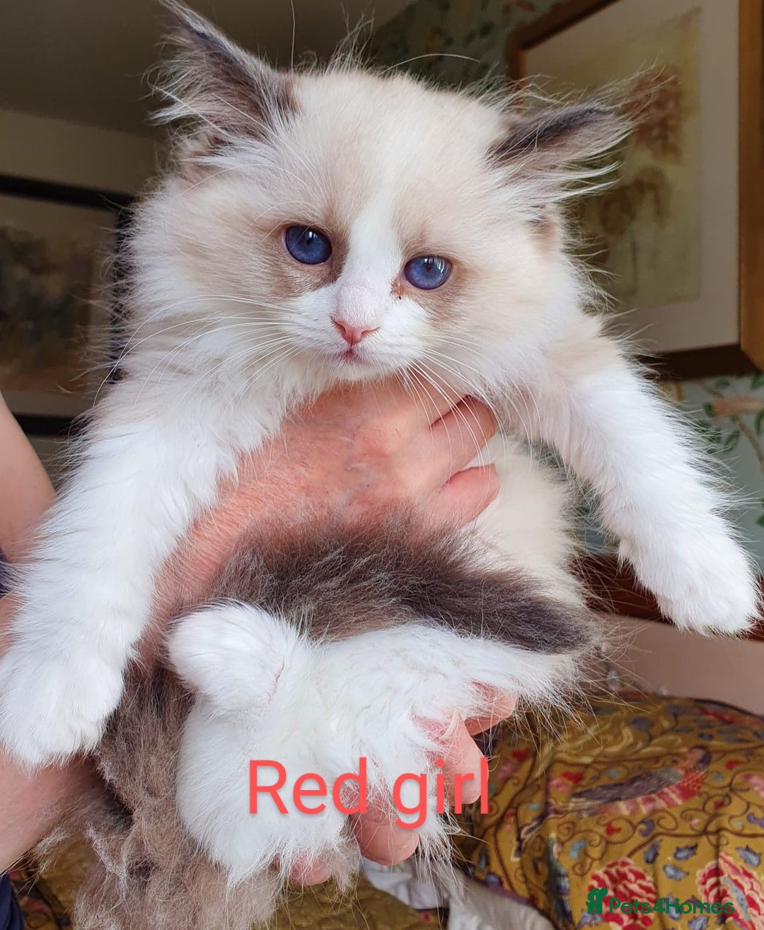 Ragdoll cats for sale: Ragdoll kittens GCCF registered ONE GIRL LEFT £995 - Advert 20