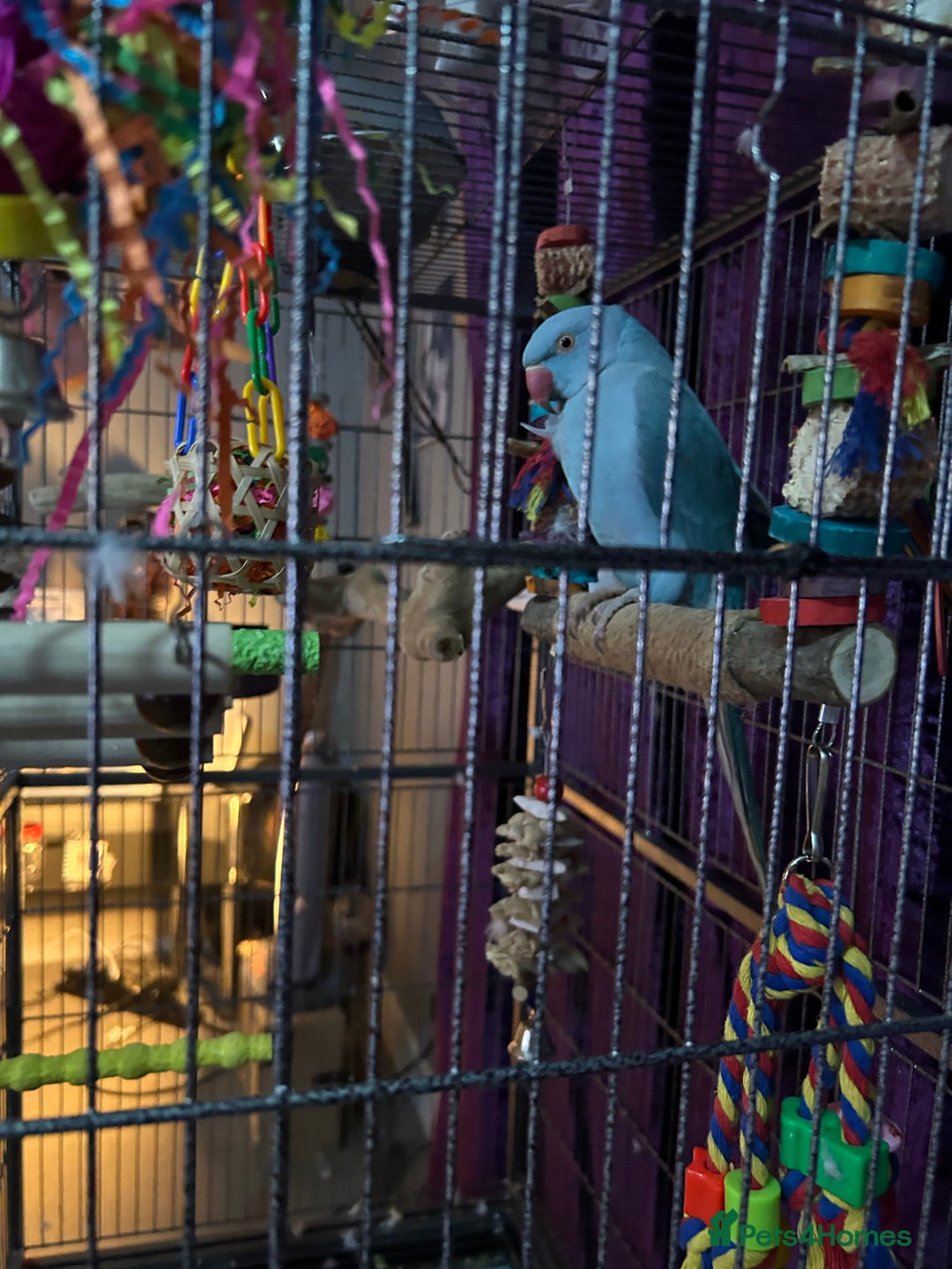 Ringnecks birds for sale: Blue male indian ringneck called buddy - Advert 2