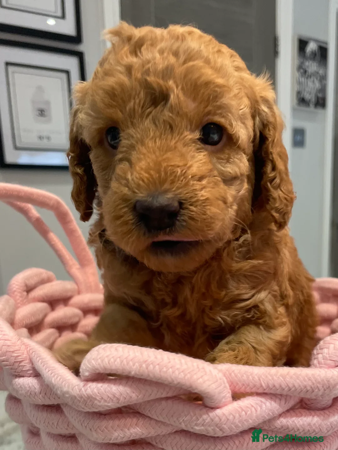 Miniature Poodle dogs for stud: Blue Merle Miniature Poodle (PROVEN) Health Tested in Sunderland - Advert 30