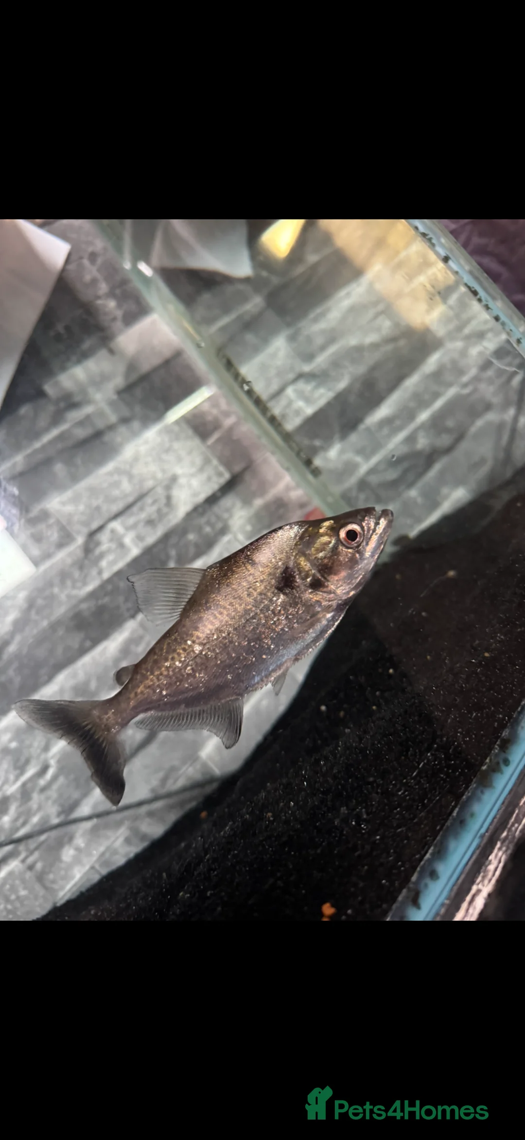 Piranhas fish for sale: ELONGATUS PIRANHA (Black Mask - Advert 1