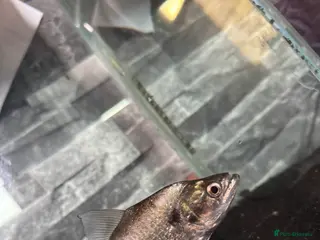 Piranhas fish ELONGATUS PIRANHA (Black Mask - Advert 17