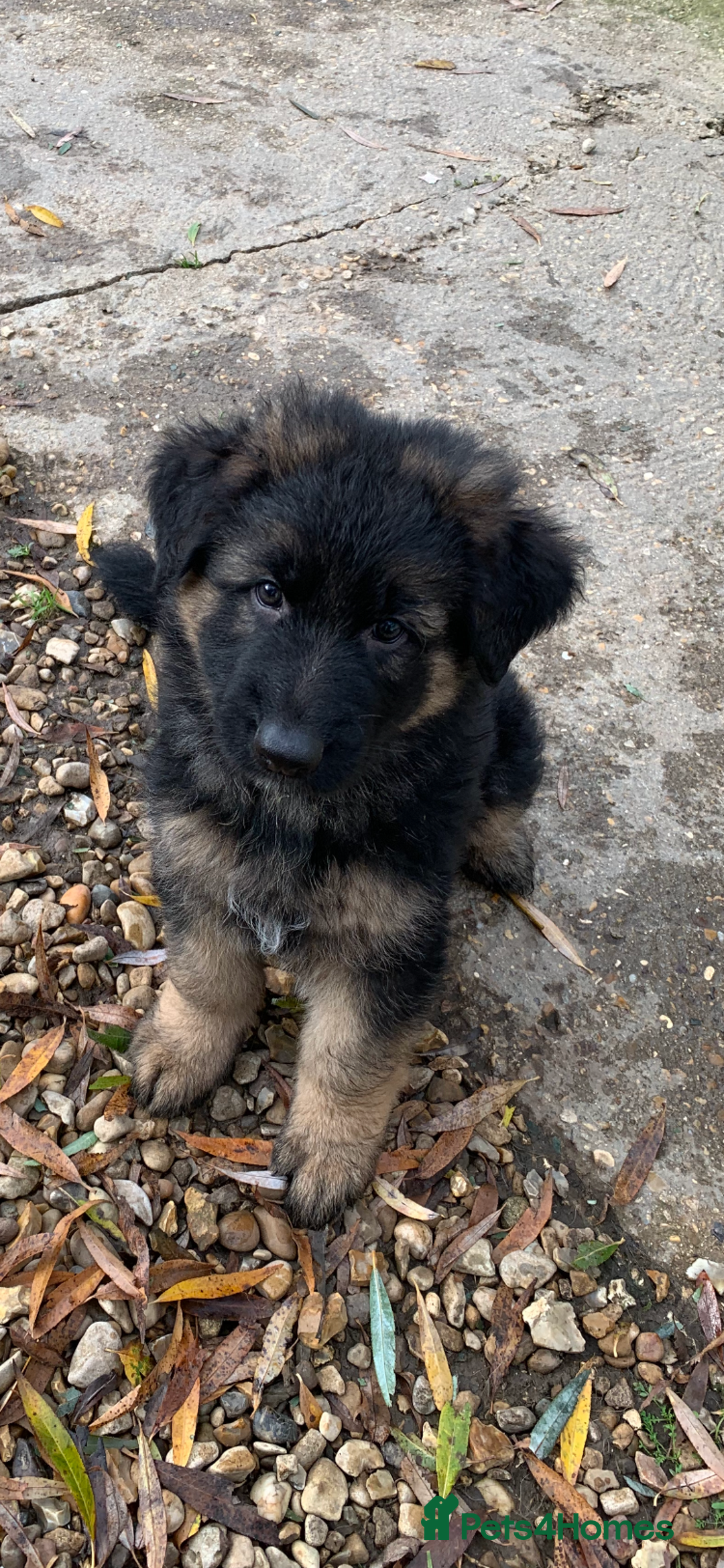 German Shepherd dogs for sale: KC registered German shepherd puppies - Advert 4