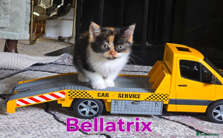 Mixed Breed cats - Advert 4