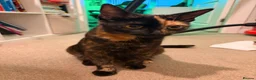 Mixed Breed cats for sale: Black kittens - Advert 1