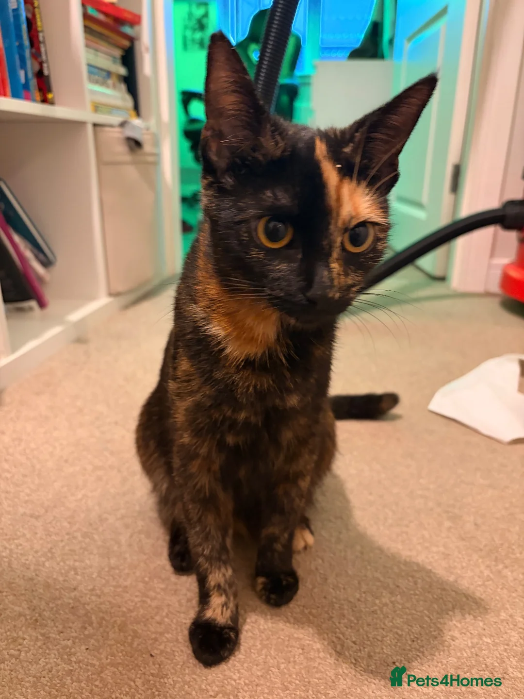 Mixed Breed cats for sale: Black kittens - Advert 1