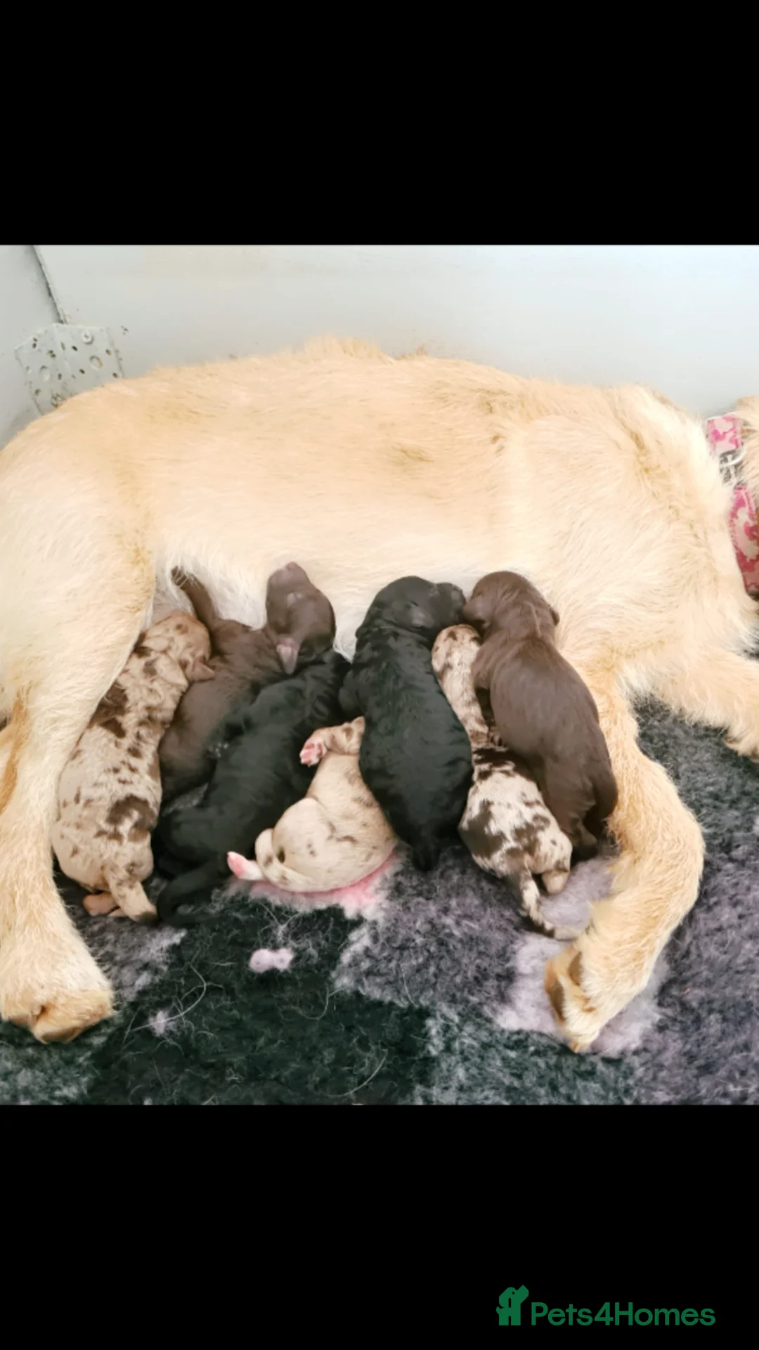 Miniature Poodle dogs for stud: Prince Phillip in Benfleet - Advert 3