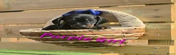 Miniature Dachshund dogs for sale: LAST PUP! Miniature Dachshund Puppies 🐶🐾 - Advert 29