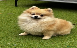 Pomeranian dogs for sale: Beautiful Pomeranian Teddy Bear Puppies - Image 2