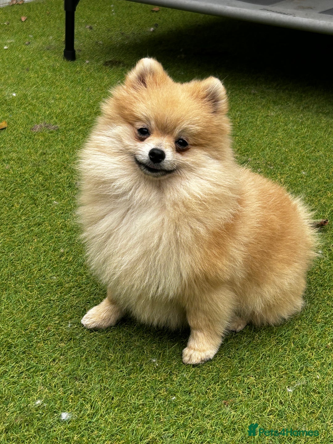 Pomeranian dogs for sale: Beautiful Pomeranian Teddy Bear Puppies - Image 2