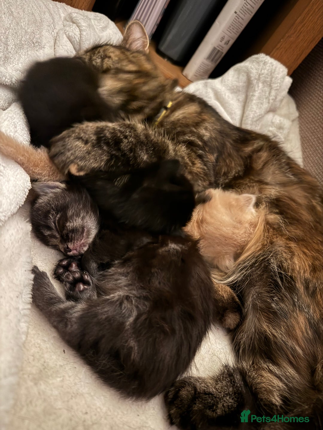 British Longhair cats for sale: Beautiful British longhair kittens - Image 16
