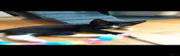Mixed Breed cats for sale: 3 cute kittens for loving home - Advert 12