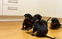 Dobermann dogs for sale: 🌟🌟KC Dobermanns - 38+ Champions in Bloodline🌟🌟 in London - Image 7