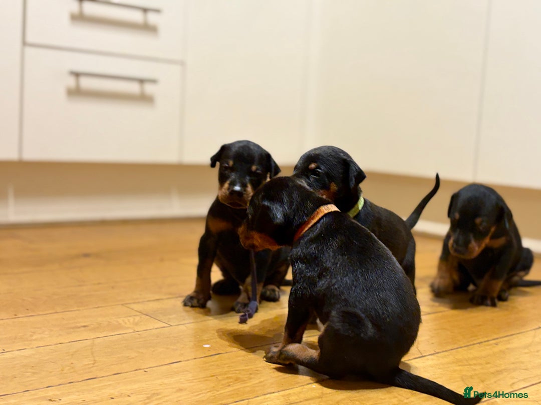 Dobermann dogs for sale: 🌟🌟KC Dobermanns - 38+ Champions in Bloodline🌟🌟 in London - Image 7