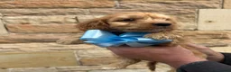 Cockapoo dogs for sale: Cockapoo puppy’s F1 beautiful puppies  - Advert 13
