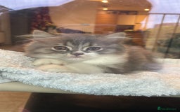 British Shorthair cats for sale: British shorthair kittens  - Image 5