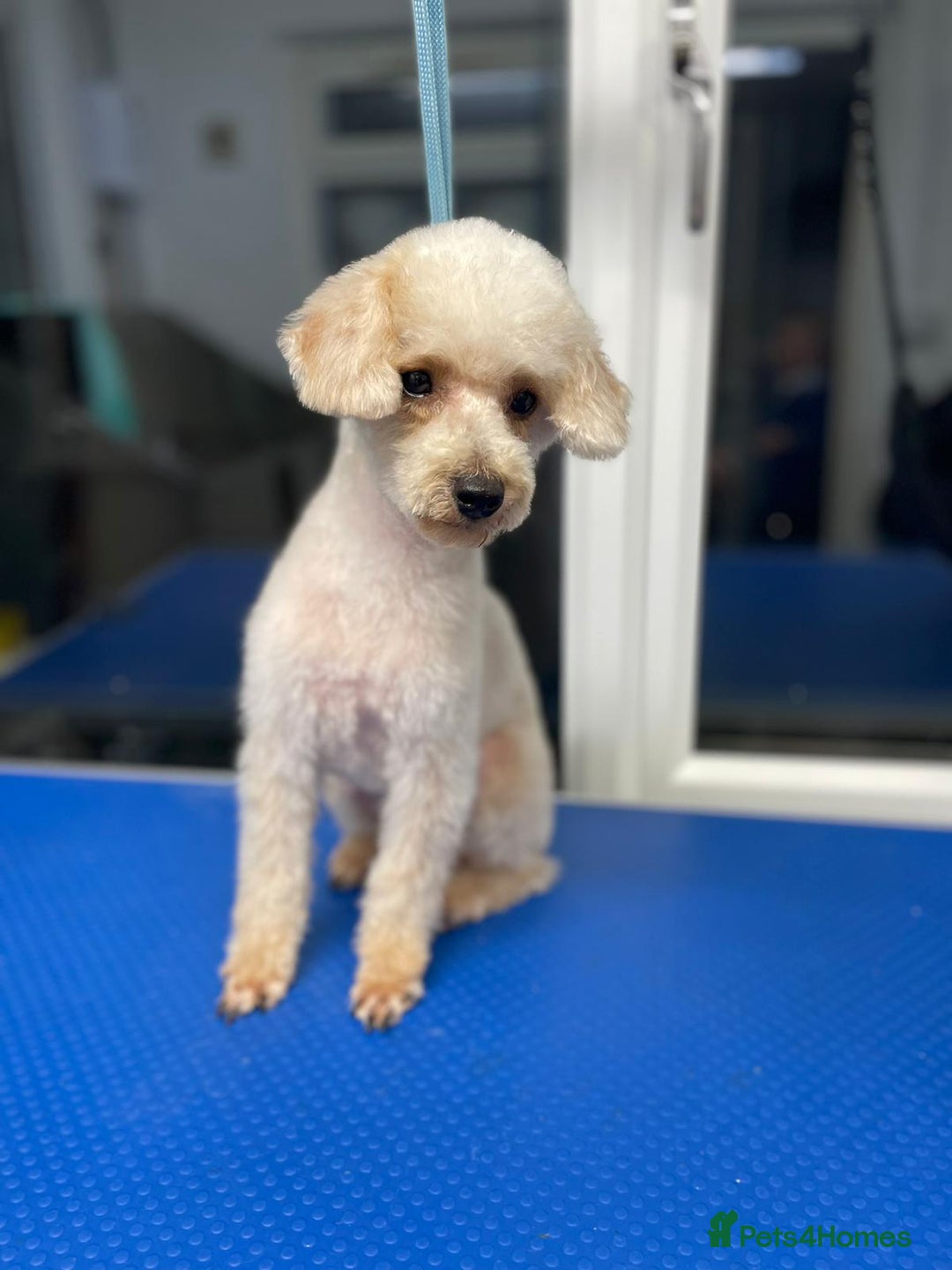 Toy Poodle dogs for sale: Toy Poodle  - Image 20